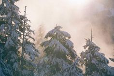 trees covered in snow with the sun behind them