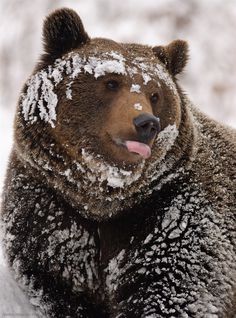 a brown bear covered in snow with his tongue out and it's tongue sticking out