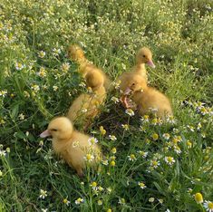 four ducklings in the middle of some flowers