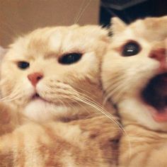 an orange and white cat yawning with its mouth open in front of another cat