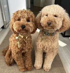 two brown dogs sitting next to each other