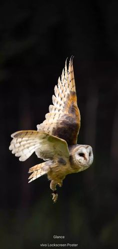 an owl flying through the air with its wings spread