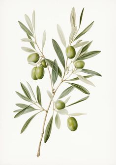 an olive tree branch with green olives and leaves