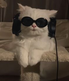 a white cat wearing sunglasses and headphones while sitting on a couch with its paws up