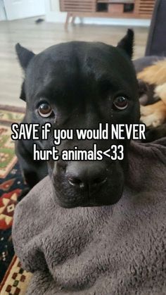 Looking For Friends, Cute Animals Puppies, Very Cute Dogs, Culture Magazine, Pretty Animals, Funny Animal Jokes, Silly Animals, Silly Pictures