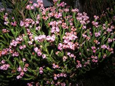 small pink flowers growing on the side of a tree