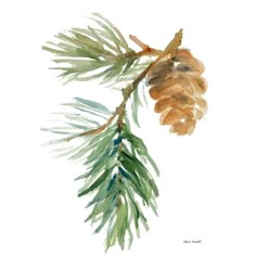 Pine Branch and Cone Poster Print by Lanie Loreth-VARPDX12813 Image 1 Watercolor Pine Needles, Watercolor Pine Branch, Pine Branch Illustration, Pine Cone Watercolor, Watercolor Pinecone, Pine Cone Painting, Pine Tree Watercolor, Watercolor Christmas Art, Watercolor Christmas Trees