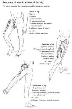 Punkty Spustowe, Hip Anatomy, Physical Therapy School, Studie Hacks, Human Muscle Anatomy, Physical Therapy Student, Physical Therapist Assistant, Physical Therapy Assistant, Basic Anatomy And Physiology