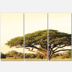 three panels of an african tree in the wild