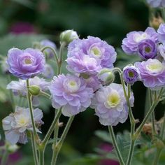 purple and white flowers with green leaves in the background