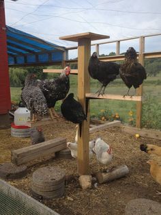 something like this for the hens? Reban Ayam, Chicken Coup, Chicken Pen, Chicken Life, Best Chicken Coop, Chicken Coop Designs, Chicken Garden, Keeping Chickens, Building A Chicken Coop