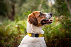 a brown and white dog sitting on top of a lush green forest filled with trees