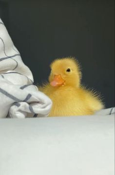 a small yellow duckling sitting on top of a bed next to a white blanket