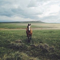 a brown horse standing on top of a lush green field next to a hill covered in clouds