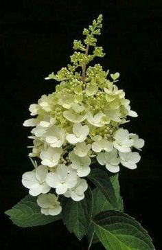 white flowers with green leaves against a black background