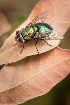 a green fly sitting on top of a leaf