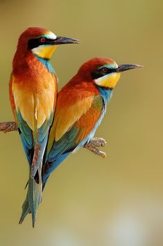 two colorful birds sitting on top of a tree branch with their beaks touching each other