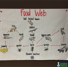 the food web is displayed on a piece of paper