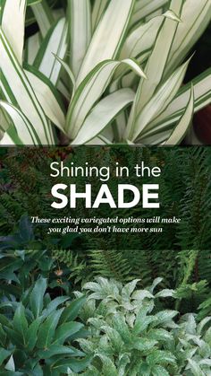 the front cover of shining in the shade magazine, featuring green plants and white foliage