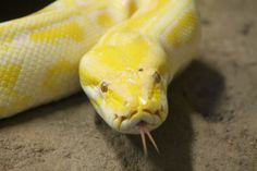 a yellow snake with its mouth open and tongue out sitting on the ground next to it's head