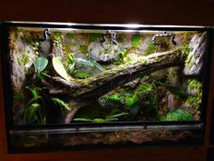 an aquarium with plants and rocks in it