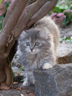 a small gray kitten walking on top of some rocks near a tree and flower garden