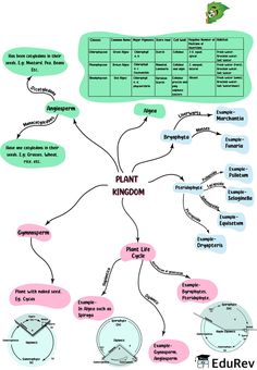 a diagram showing the different parts of plant kingdom