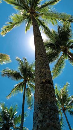 the sun shines through some palm trees on a sunny day in tropical costa rica