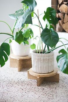 three potted plants sitting on wooden stands