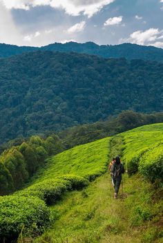 a person walking down a trail in the middle of a lush green field with mountains in the background