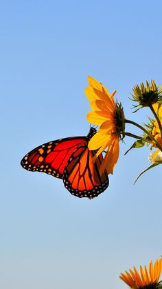 a red and black butterfly sitting on top of a yellow flower with blue sky in the background