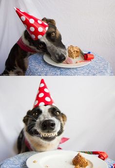 a dog wearing a party hat eating food