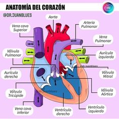 the anatomy of the human heart and its major vessels, labeled in latina del coran