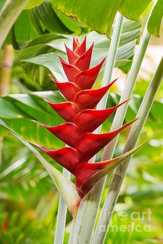 the red flower is blooming on the plant