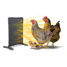 three chickens are standing in front of a screen with the image of two hens on it