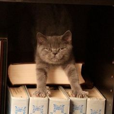 a cat sitting on top of books in a bookcase with eyes wide open and looking at the camera