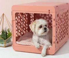 a small white dog sitting in a pink crate next to a succulent plant