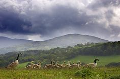 a flock of geese walking across a lush green field with mountains in the background on a cloudy day