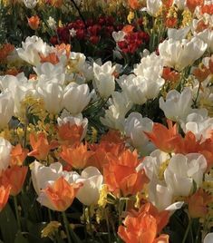 many white and orange flowers in a field