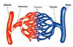 the anatomy of the human body including the heart, lungs and thorsall vessels