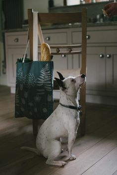 Happy Birthday Charlotte! – Hannah Nunn Happy Birthday Charlotte, Museum Shop, Sweet Dogs, Happy Birthday, Tote Bag, Birthday