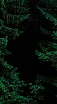 green trees in the dark are lit up by bright lights from above, with only one tree on the left side