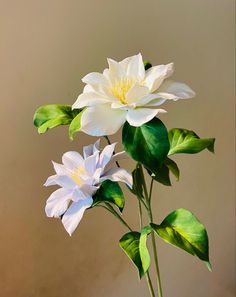 two white flowers in a vase with green leaves