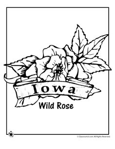 a black and white drawing of flowers with the words lowa wild rose on it