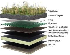 an image of different types of plants growing in the ground with their names on it