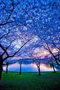 the trees are blooming at dusk by the water