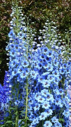 blue flowers are blooming in the garden