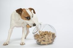 a brown and white dog standing next to a glass bowl filled with dry dogs food