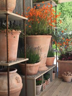 several large pots with plants in them on shelves