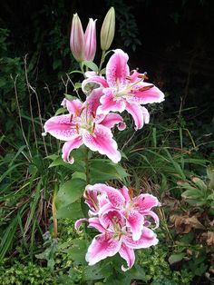 some pink flowers are growing in the grass